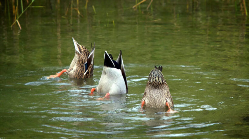 How Long Can a Duck Stay Underwater?