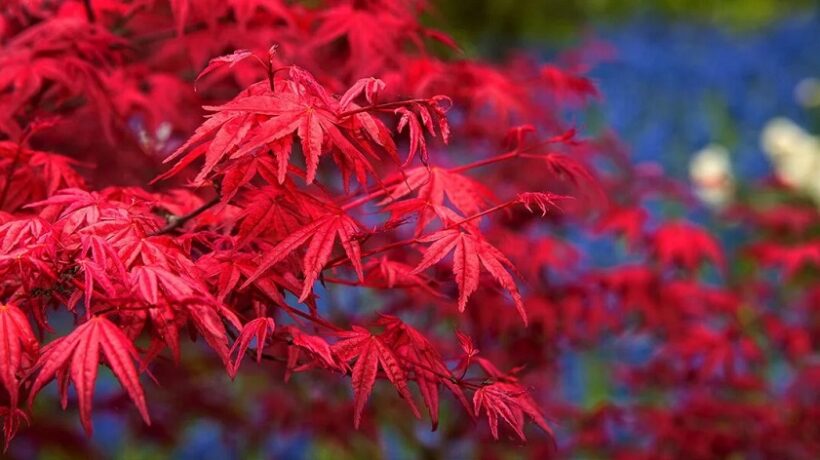 Which Maple is the Brightest Red?