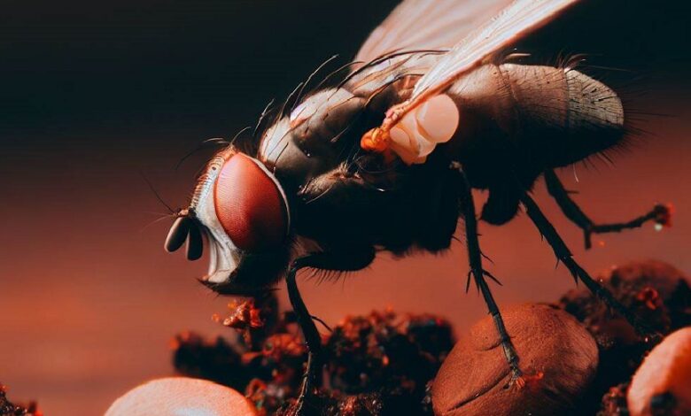 Why Do Fruit Flies Like Coffee Grounds
