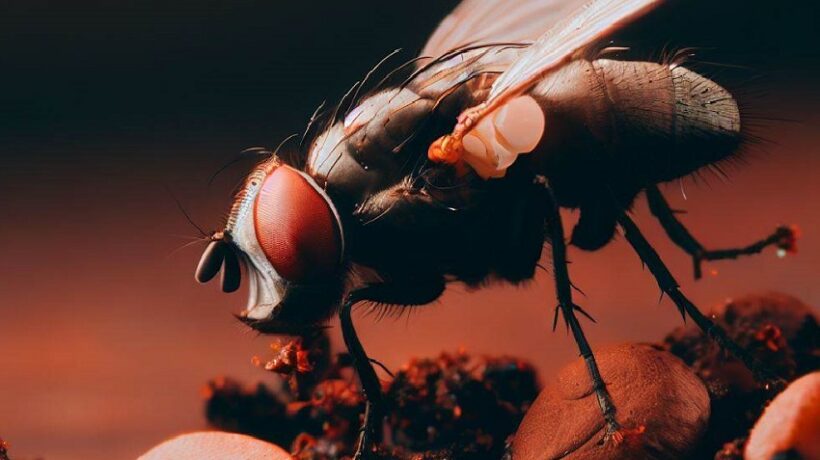 Why Do Fruit Flies Like Coffee Grounds?