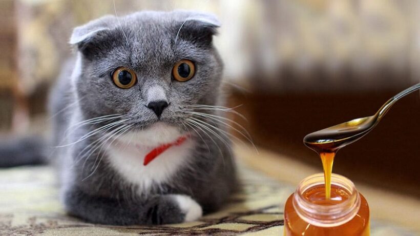 Can Cats Eat Honey? Unraveling the Sweet Mystery