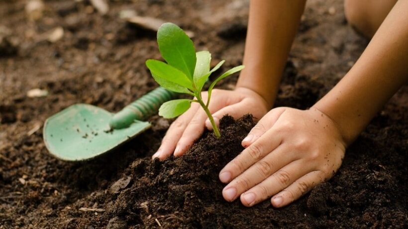 What Are the Key Factors to Consider When Planting?