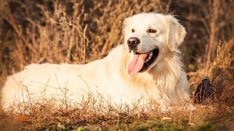 What Does the Color of a Dog’s Tongue Mean?
