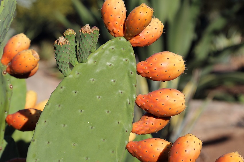 What are Cactus Paddles Called