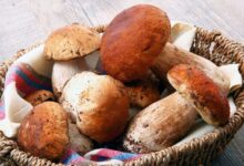 Are Mushrooms Not Kosher