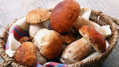 Are Mushrooms Not Kosher