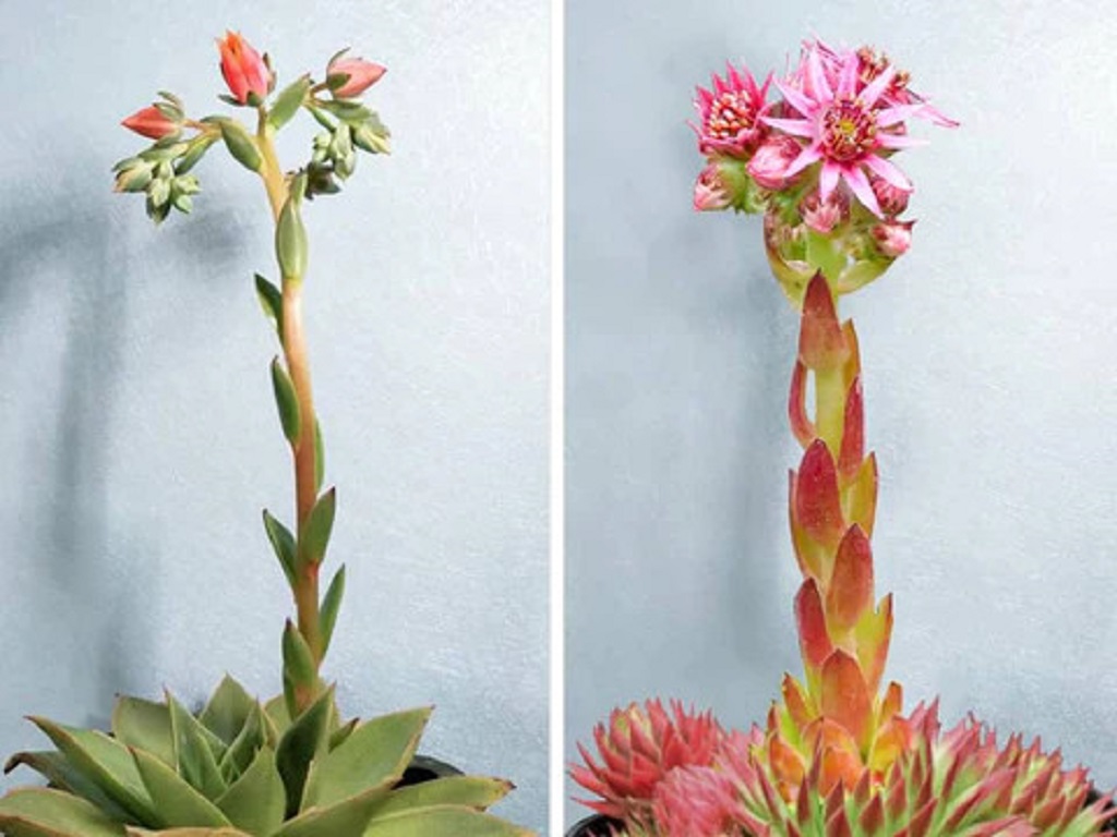 What Succulent Dies After Flowering?