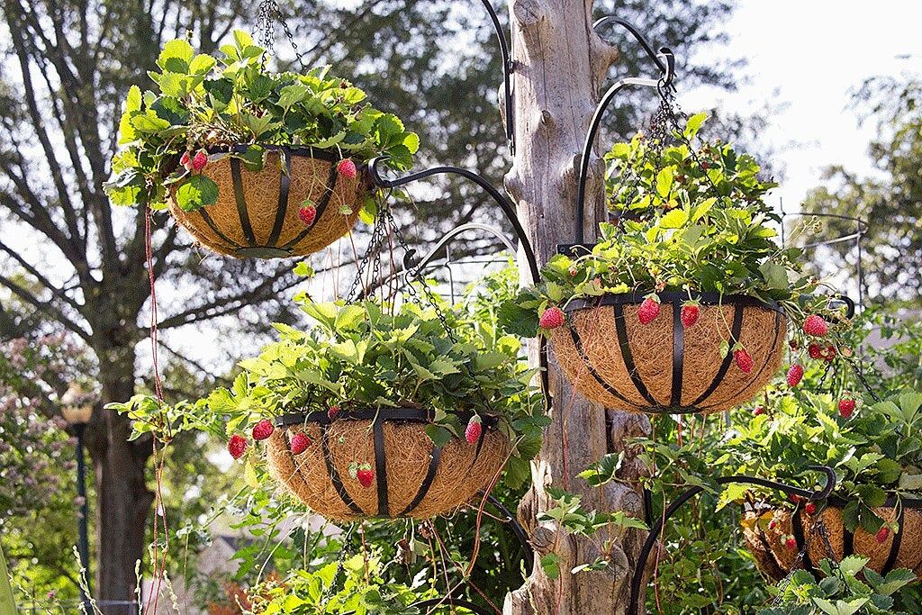 Choosing The Right Hanging Baskets