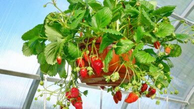 Growing Strawberries in Hanging Baskets
