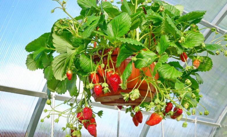 Growing Strawberries in Hanging Baskets