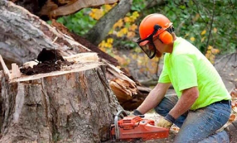 How Long Does Tree Removal Take