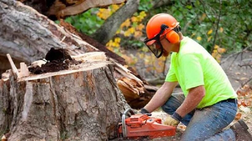 How Long Does Tree Removal Take: Discover the Expert Timeline