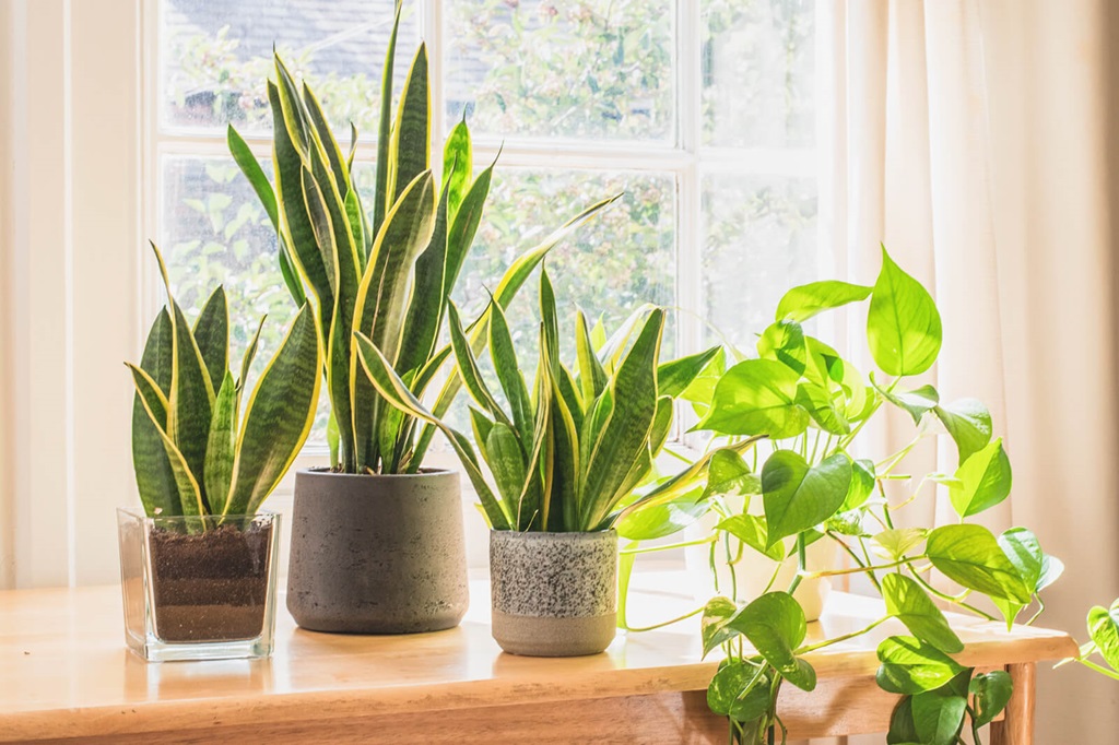 What is the most low maintenance indoor plant?