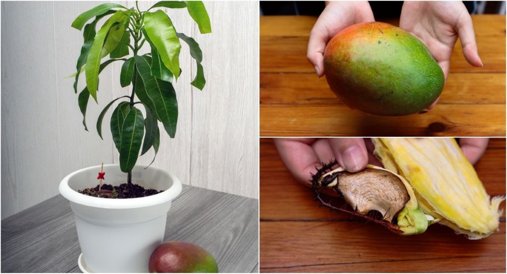 How to germinate mango seeds faster?