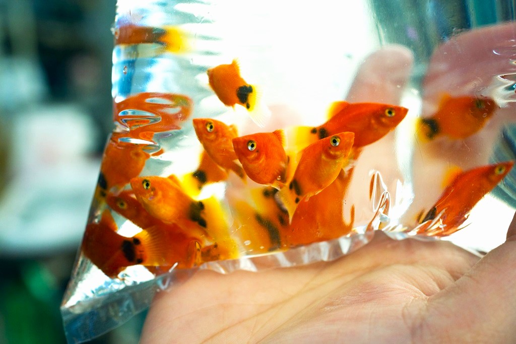How long should you leave a new fish tank before putting fish in?