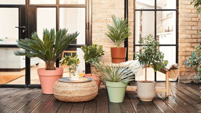 Thriving Greenery with Ease: The Best Low-Maintenance Outdoor Potted Plants