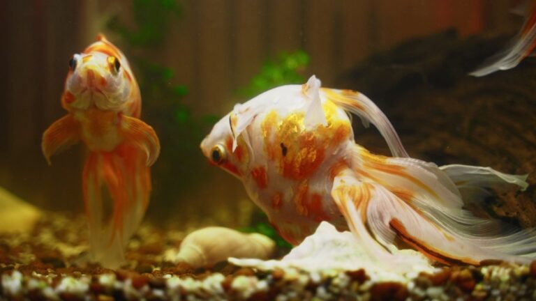 Why are my fish dying if my water is perfect?