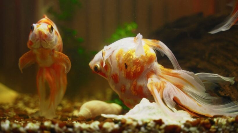 Dealing with Fish Mortality in Your Aquarium: A Comprehensive Guide