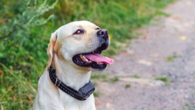 Is it inhumane to train a dog with a shock collar?