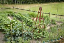 How can you protect plants and animals around you