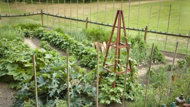 How can you protect plants and animals around you