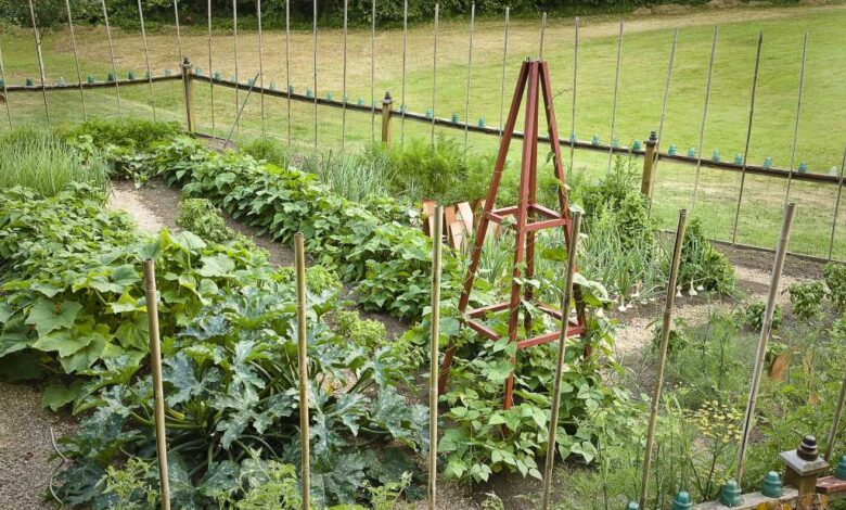 How can you protect plants and animals around you