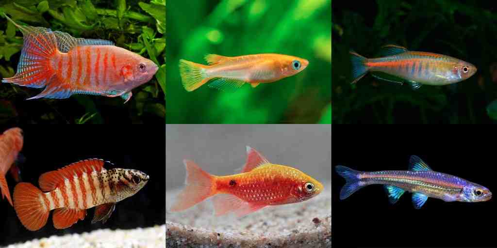 What aquarium fish can crossbreed