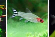 What fish can you put together in a fish tank