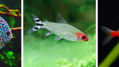 What fish can you put together in a fish tank