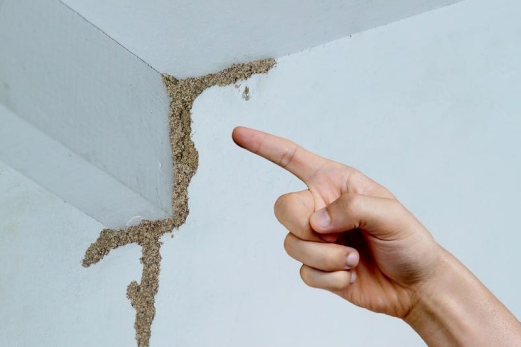 How to destroy termites in the house