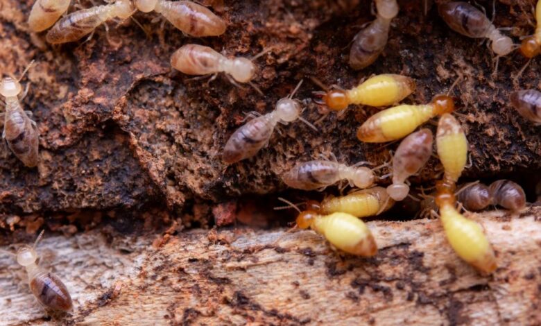 How do you determine if you have termites