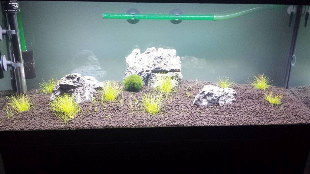 How many hours of light do low light aquarium plants need