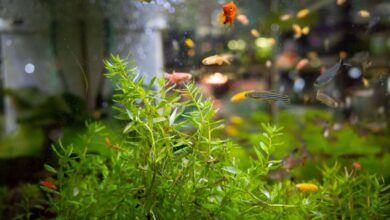 What is the fast growing plant in the low light aquarium