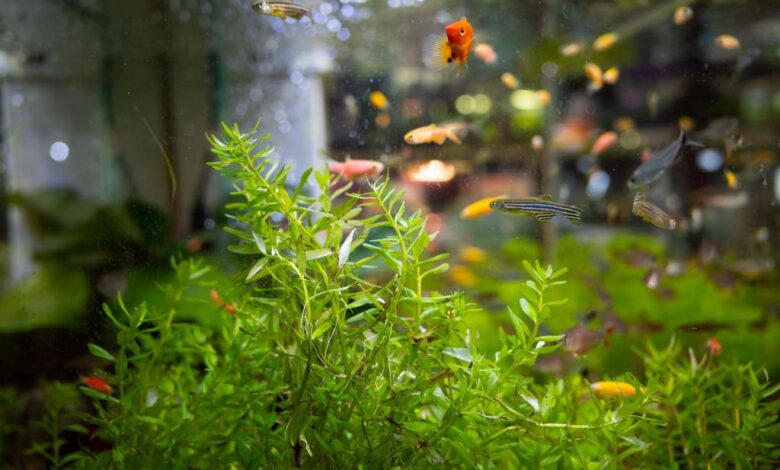 What is the fast growing plant in the low light aquarium