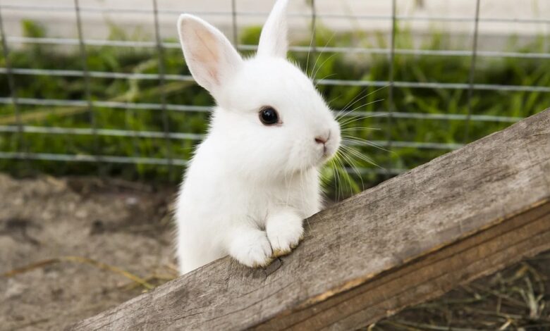 What is an appetite stimulant for rabbits