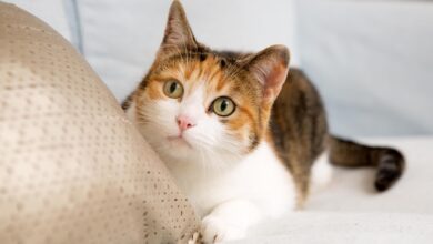 How do cats communicate with body language?