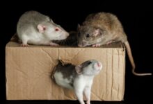 How to keep rats out of a dumpster?