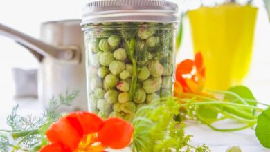 What do nasturtium capers taste like?