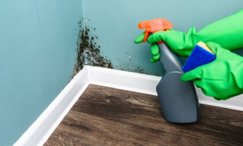 How to stop mold from growing under plant pots