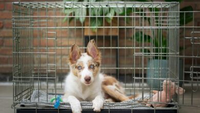 How to crate train a dog with trauma?