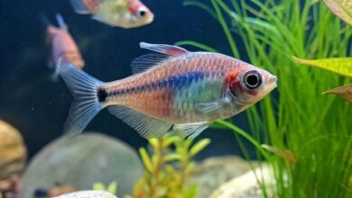 How can you prevent your fish from losing his color