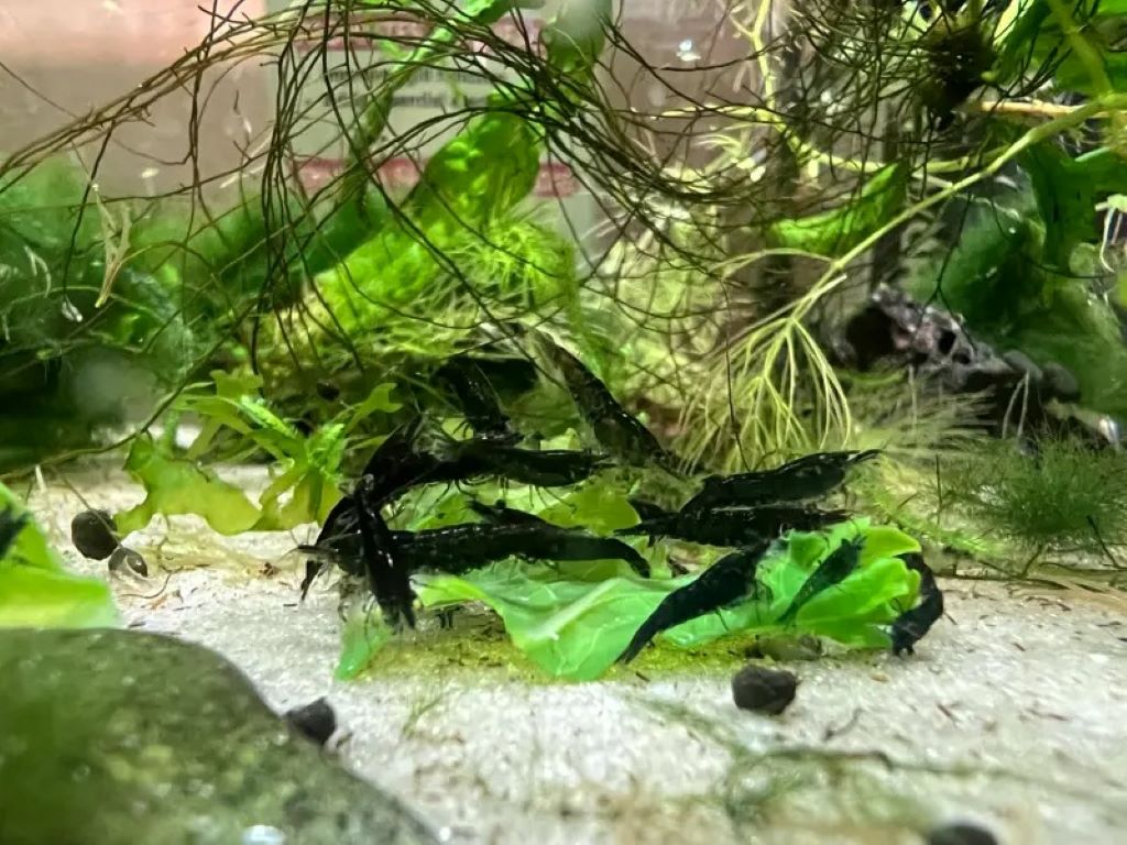 Top 5 Aquarium Glass Cleaning Tools
