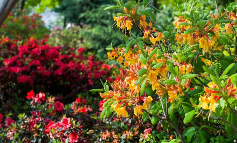 What are the best heat-tolerant plants for Dallas home gardening