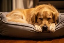 A fluffy golden retriever curled up peacefully in a round calming dog bed with raised edges, soft lighting highlighting relaxed posture.