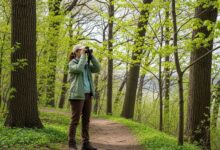 Birdwatcher using binoculars on forested trail in Inwood Hill Park Manhattan during spring migration season
