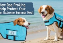 cooling vest for dogs helping prevent heat stress