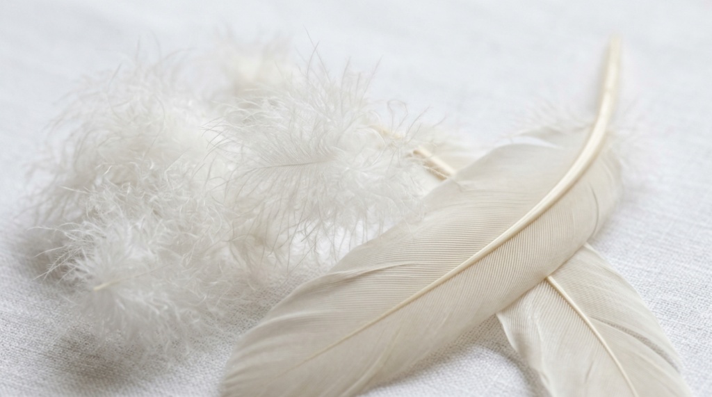 Close-up of fluffy down clusters and curved feather quills on a white surface.